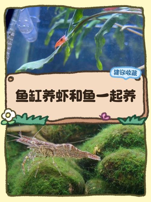 白对虾鲫鱼混养，关键技术是什么？-图2