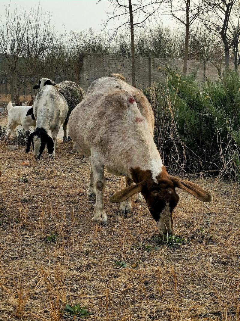 波尔山羊养殖技术前景如何?-图1 波尔山羊养殖技术前景如何?-图1