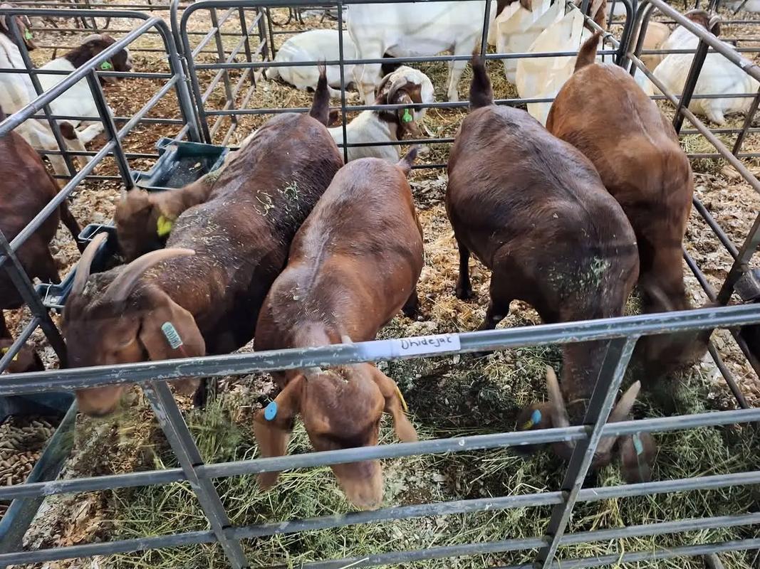 波尔山羊养殖技术前景如何?-图2 波尔山羊养殖技术前景如何?-图2