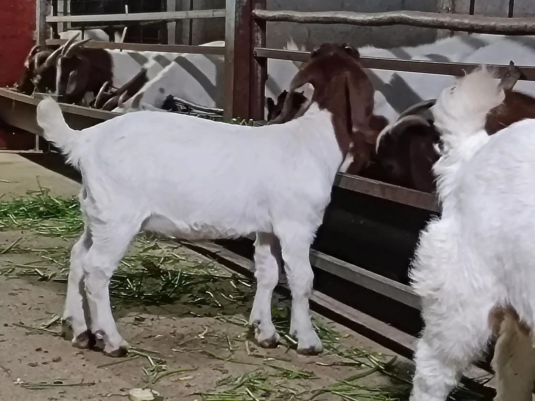 波尔山羊养殖技术前景如何?-图3 波尔山羊养殖技术前景如何?-图3