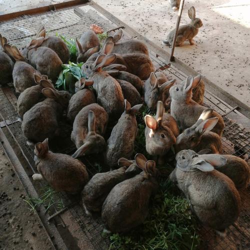 农家养兔子，哪个品种最合适？-图1