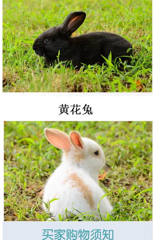 农家养兔子，哪个品种最合适？-图2