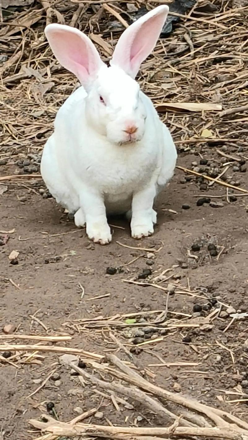农家养兔子，哪个品种最合适？-图3