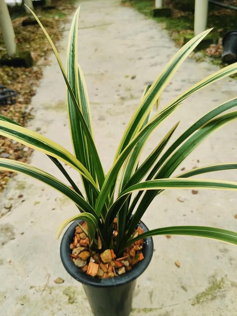 墨兰金嘴品种有哪些？-图2