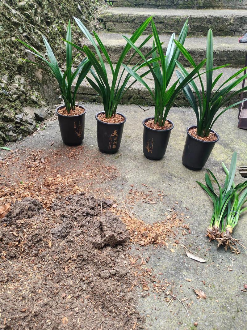 墨兰金嘴品种有哪些？-图1