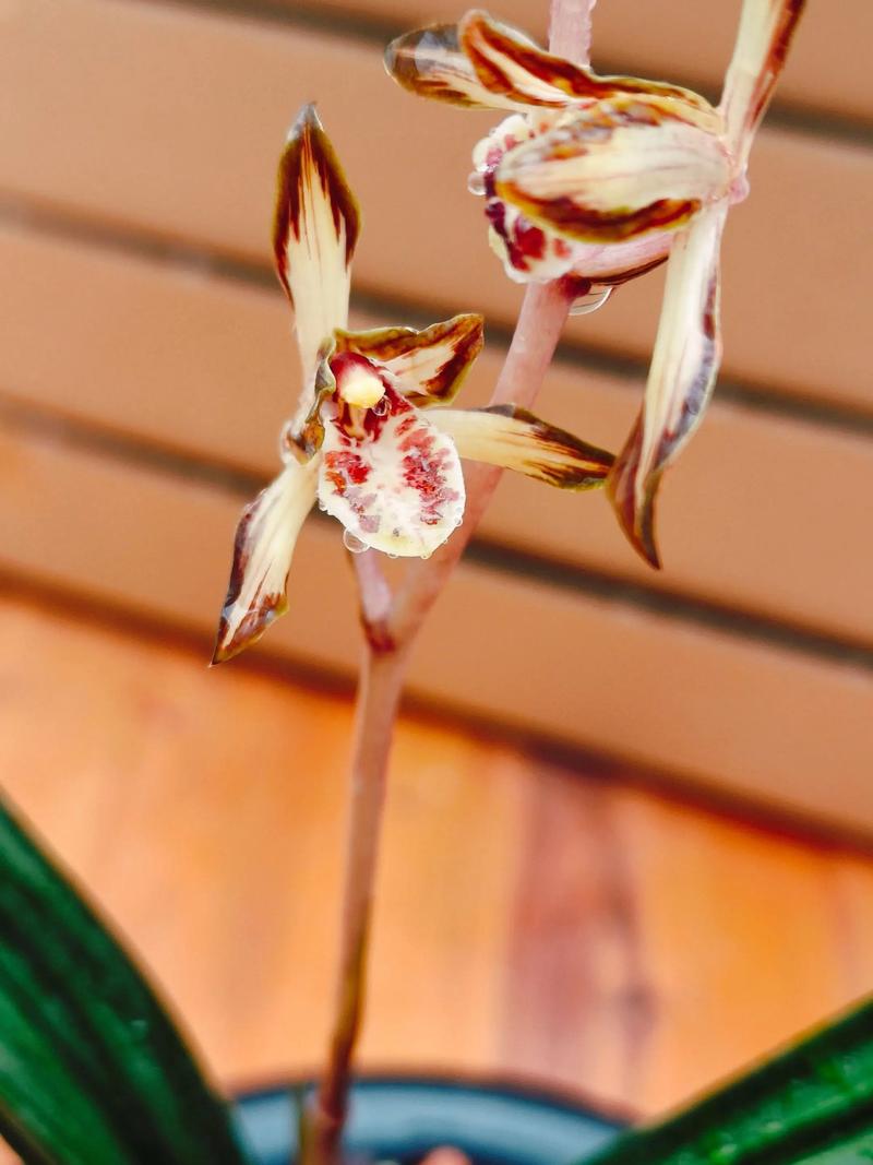 墨兰金嘴品种有哪些？-图3