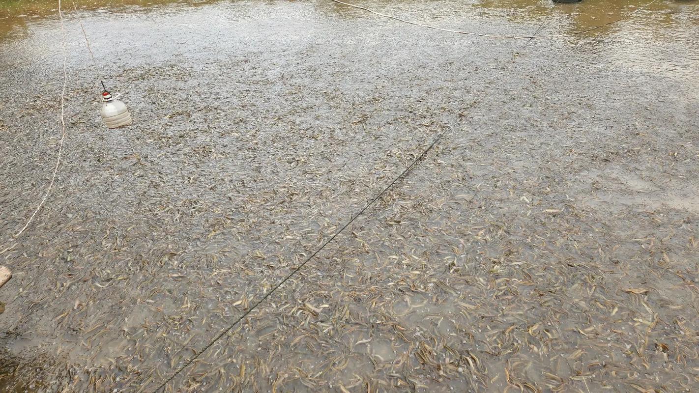 贵州泥鳅价格最新行情怎么样？-图1