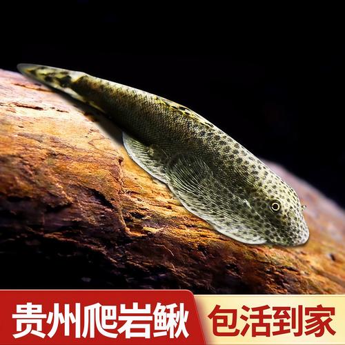 贵州泥鳅价格最新行情怎么样？-图2