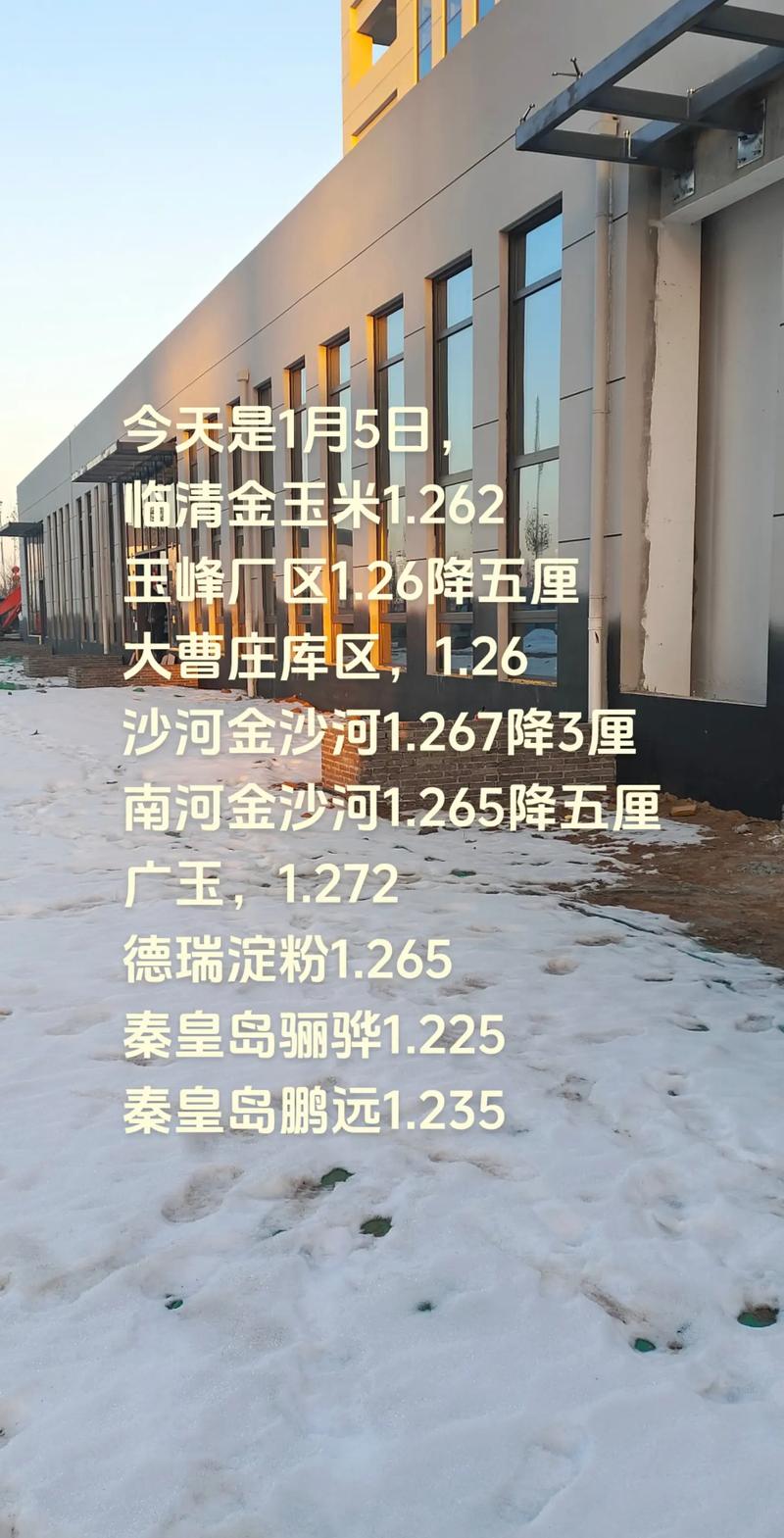 河北小麦今日最新价多少？-图1