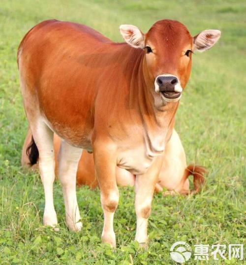 中国大别山黄牛有何独特品种特性？-图2