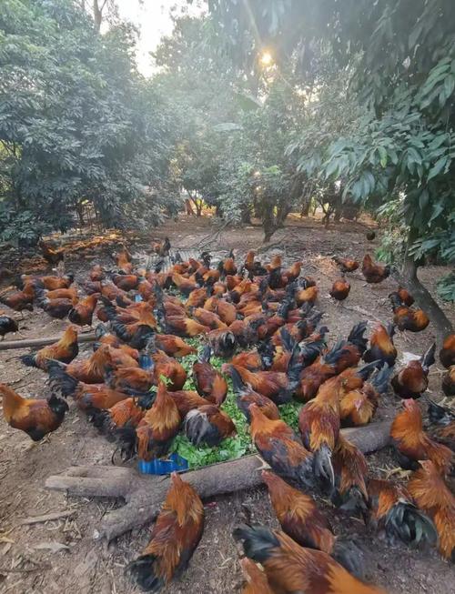 土鸡养殖技术培训，如何掌握核心要领？-图1