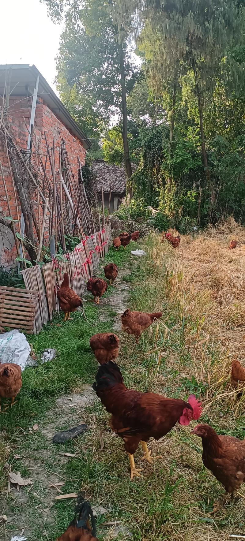 土鸡养殖技术培训，如何掌握核心要领？-图2