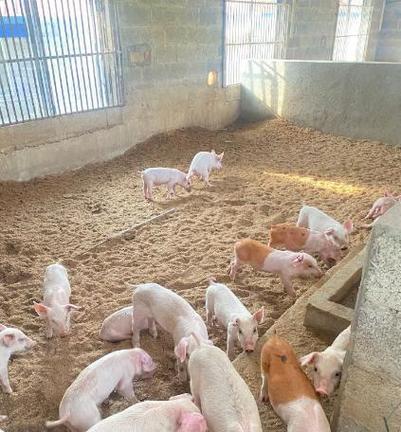 土著菌发酵床养猪技术有何优势?-图1 土著菌发酵床养猪技术有何优势?-图1
