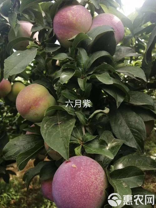 六月紫李子品种有何特点？-图1