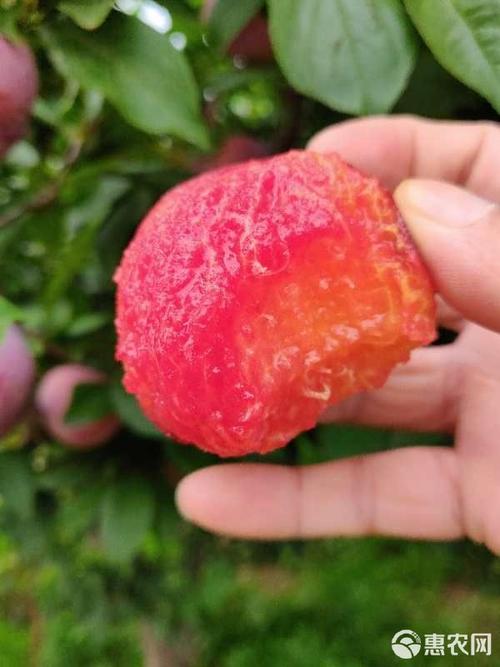 六月紫李子品种有何特点？-图2