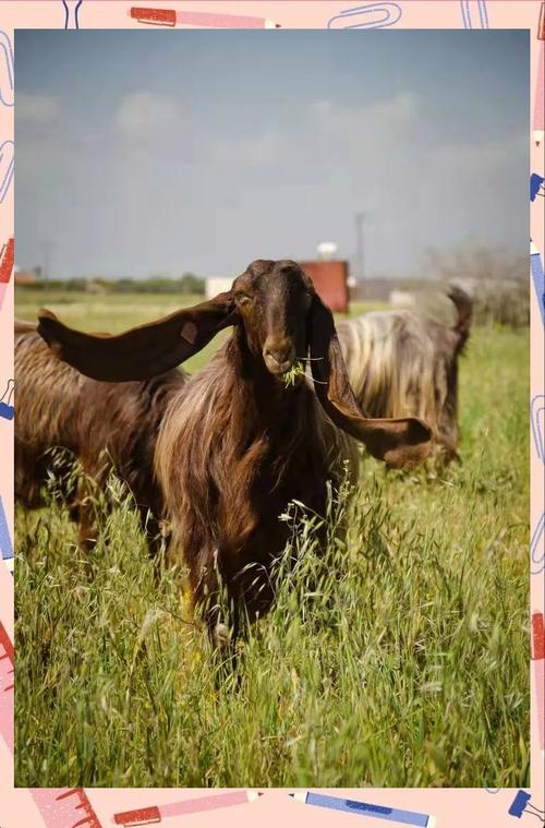 世界上最大的羊品种是哪个?-图1 世界上最大的羊品种是哪个?-图1