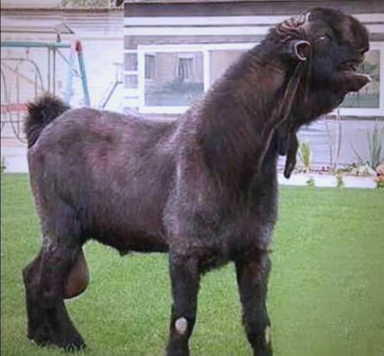 世界上最大的羊品种是哪个?-图2 世界上最大的羊品种是哪个?-图2