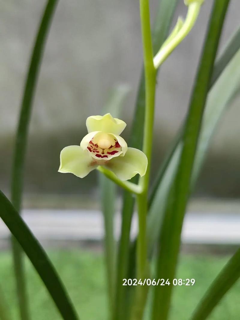 四季兰品种有哪些?-图1 四季兰品种有哪些?-图1