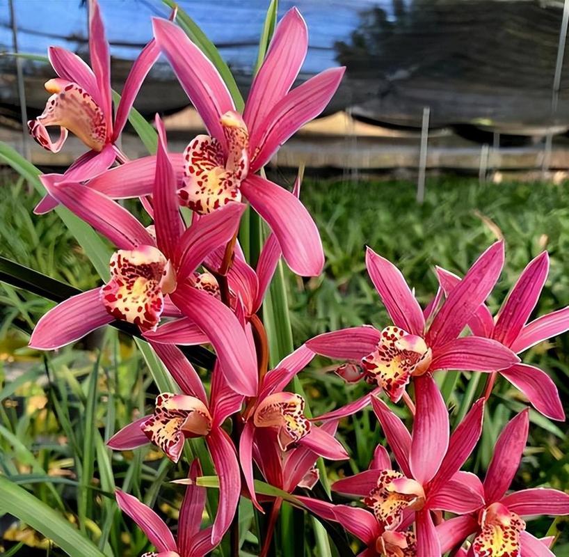 四季兰品种有哪些？-图2