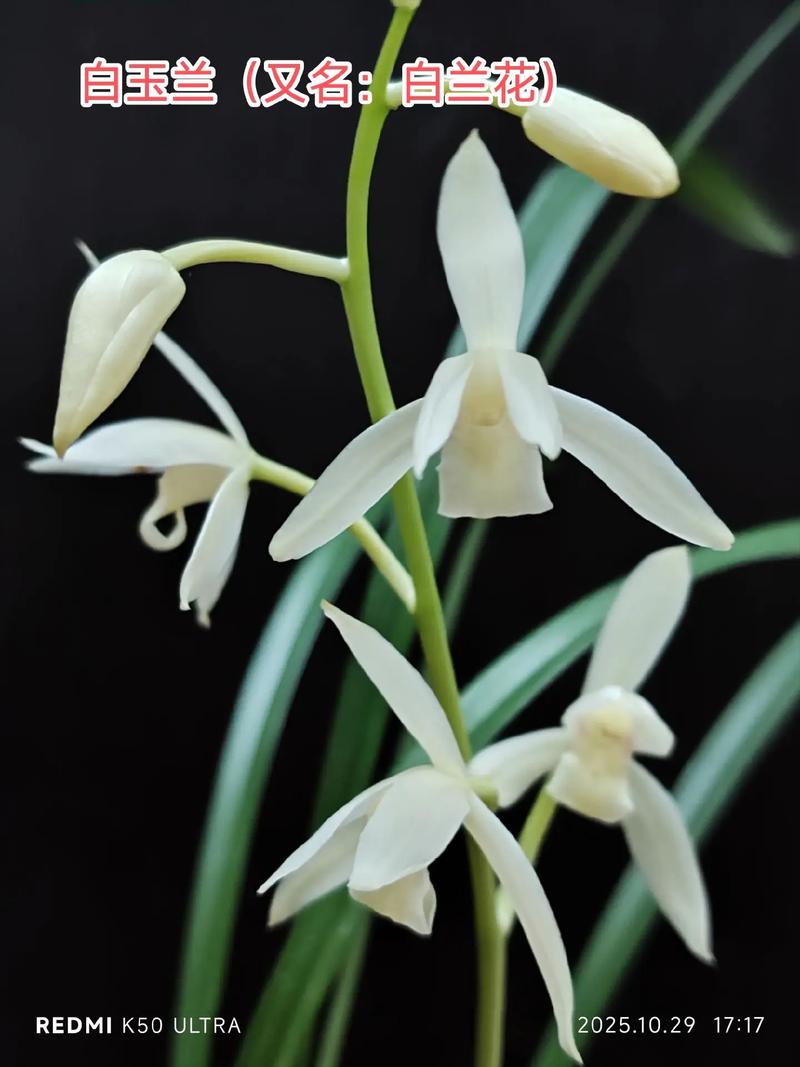 四季兰品种有哪些？-图3