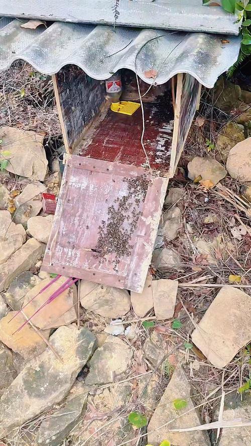 中华蜜蜂过箱技术视频-图2