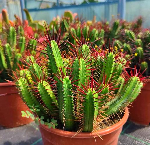 哪些多肉带刺?常见长刺品种有哪些?-图1 哪些多肉带刺?常见长刺品种有哪些?-图1