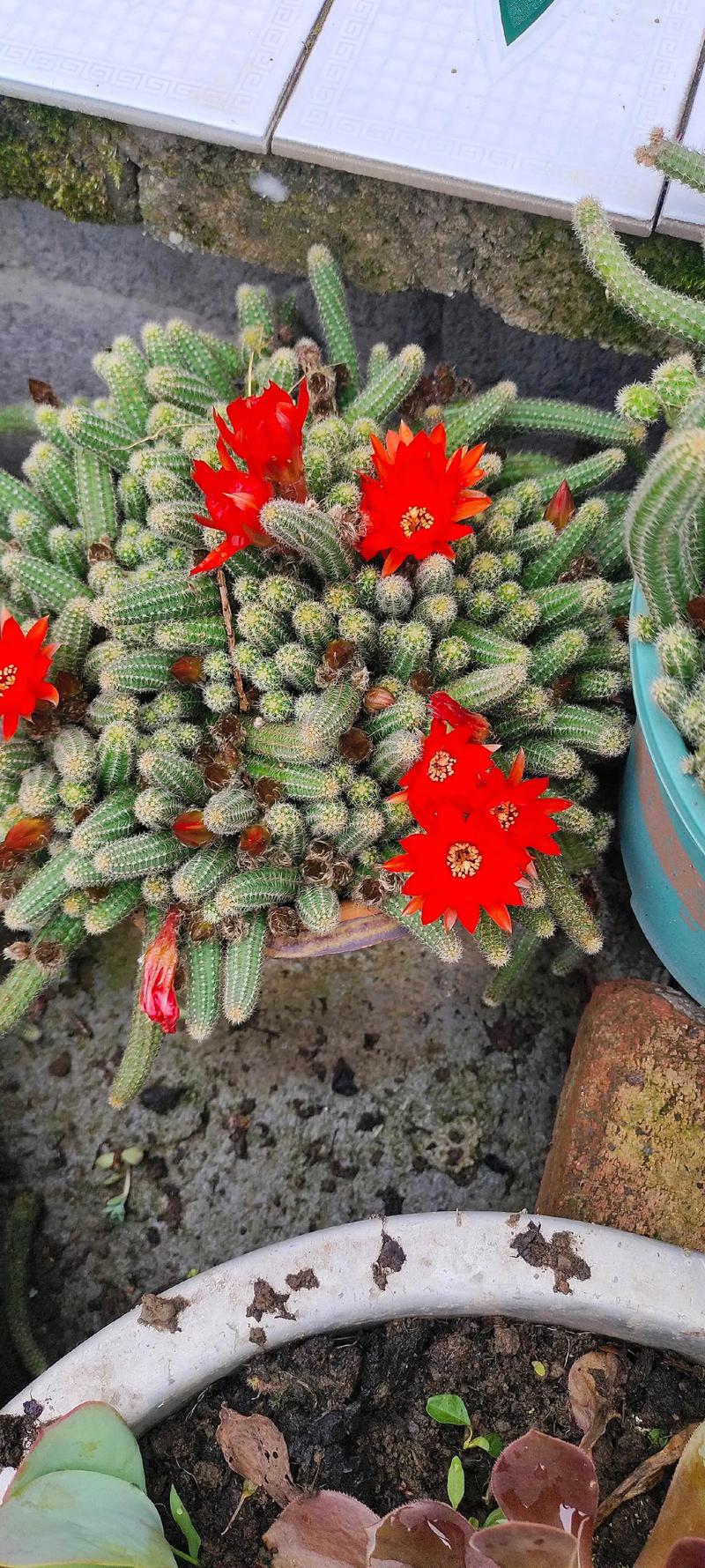 哪些多肉带刺?常见长刺品种有哪些?-图2 哪些多肉带刺?常见长刺品种有哪些?-图2