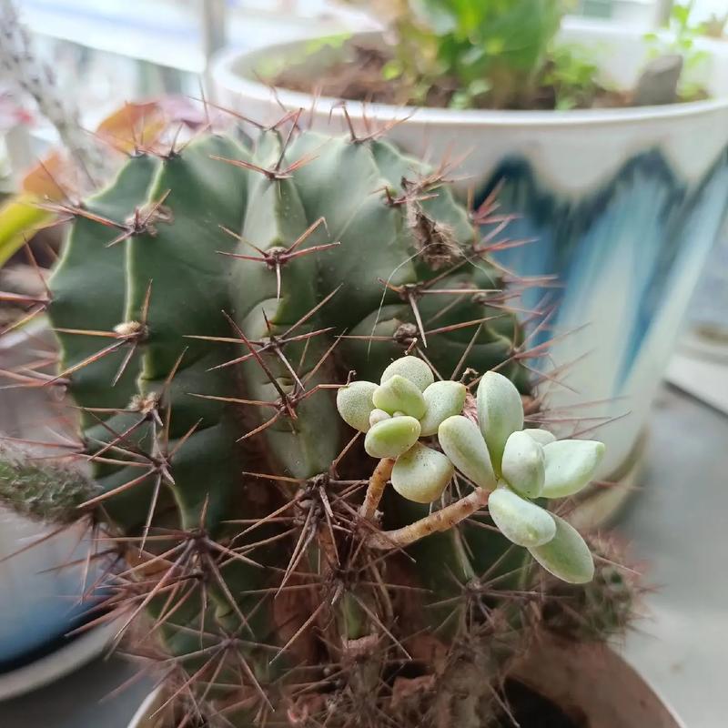 哪些多肉带刺?常见长刺品种有哪些?-图3 哪些多肉带刺?常见长刺品种有哪些?-图3