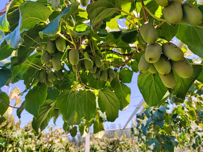 猕猴桃啥品种好?高产优质咋选?-图1 猕猴桃啥品种好?高产优质咋选?-图1