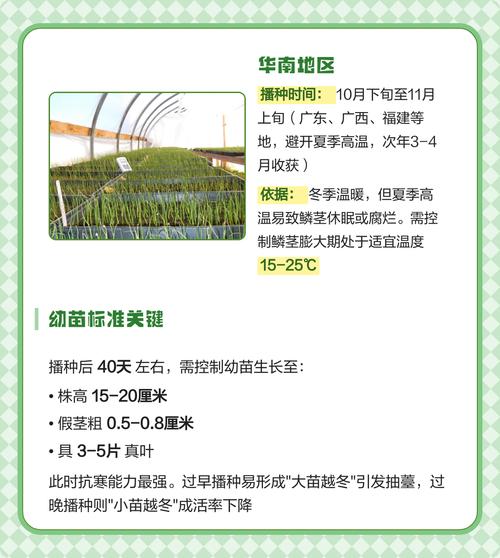 洋葱高产栽培技术方法-图3 洋葱高产栽培技术方法-图3