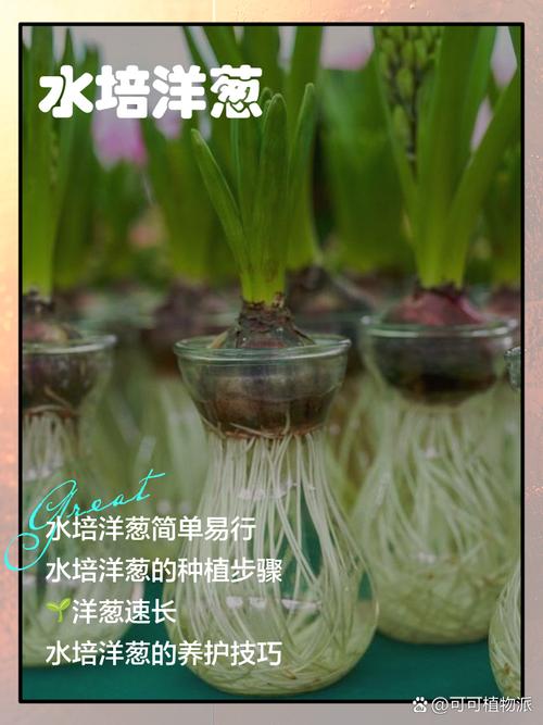 洋葱高产栽培技术方法-图2 洋葱高产栽培技术方法-图2