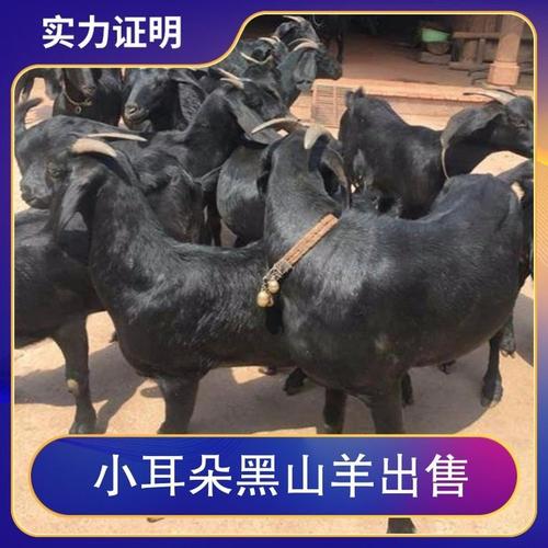 河南波尔山羊种羊价格多少钱一只？-图3