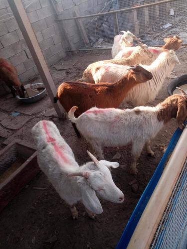 河南波尔山羊种羊价格多少钱一只?-图2 河南波尔山羊种羊价格多少钱一只?-图2