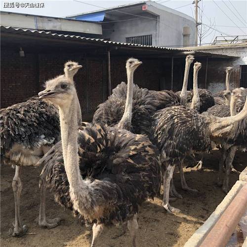 鸵鸟养殖技术有哪些关键要点？-图2