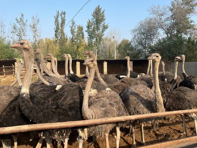 鸵鸟养殖技术有哪些关键要点？-图1