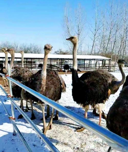 鸵鸟养殖技术有哪些关键要点？-图3