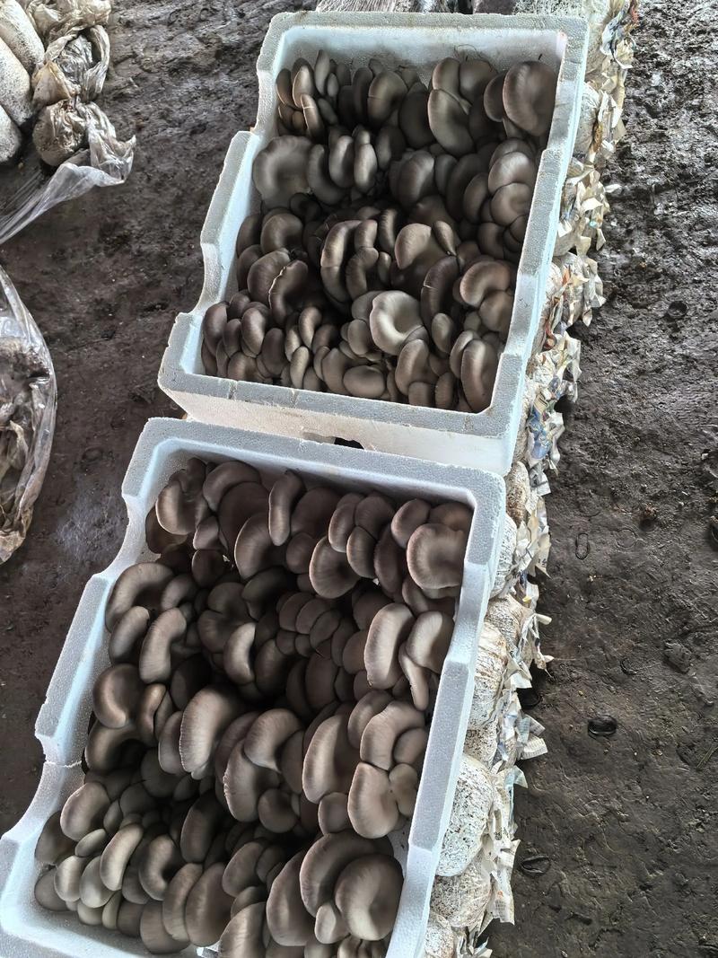 谷壳栽培平菇如何实现高产？-图1