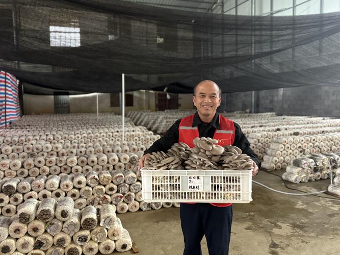 谷壳栽培平菇如何实现高产？-图2