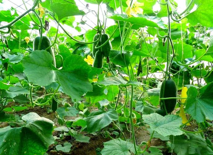 夏季冬瓜种植技术视频有哪些关键点?-图1 夏季冬瓜种植技术视频有哪些关键点?-图1