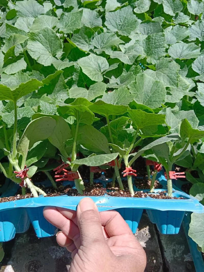 夏季冬瓜种植技术视频有哪些关键点?-图2 夏季冬瓜种植技术视频有哪些关键点?-图2