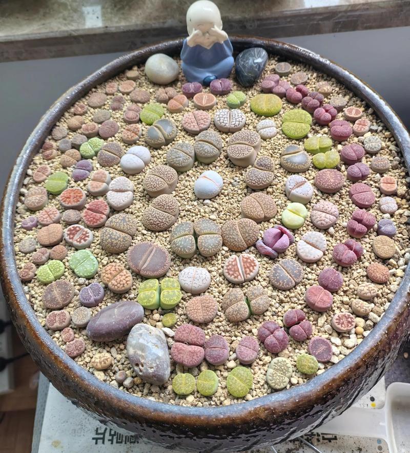 哪些生石花品种最好养？-图1