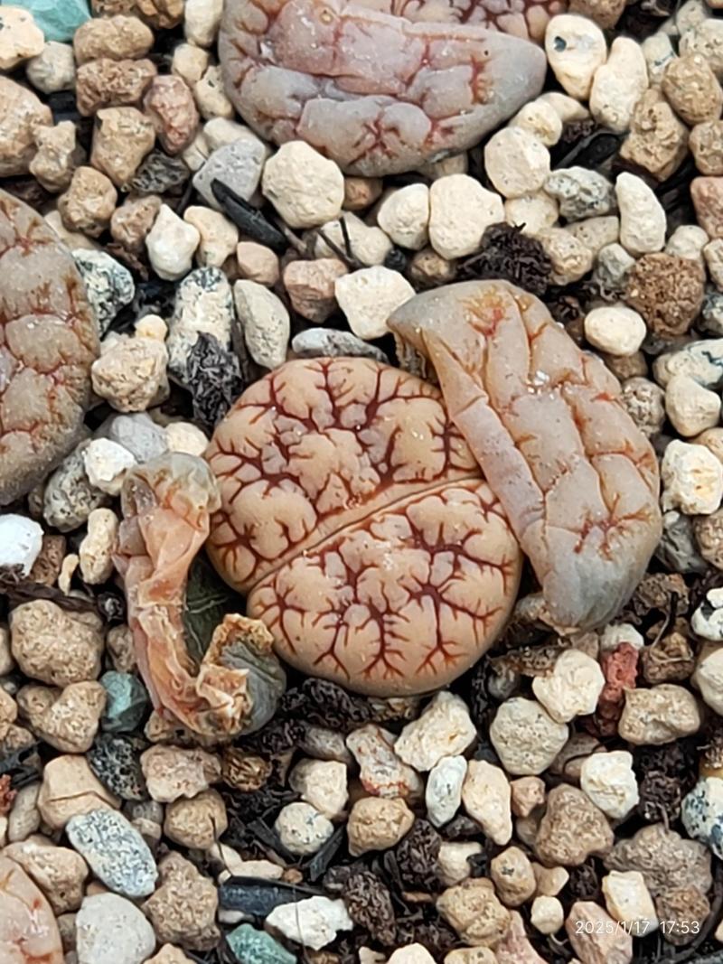 哪些生石花品种最好养？-图3