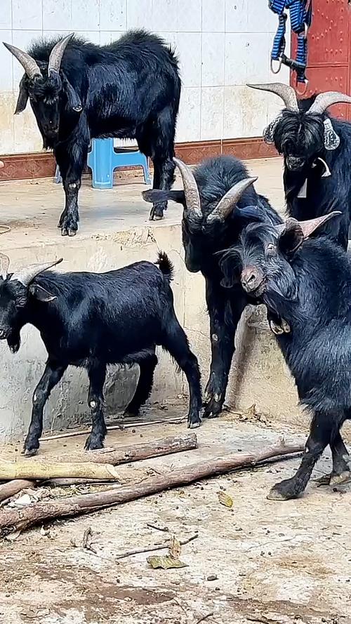 中国南方黑山羊有哪些主要品种?-图1 中国南方黑山羊有哪些主要品种?-图1