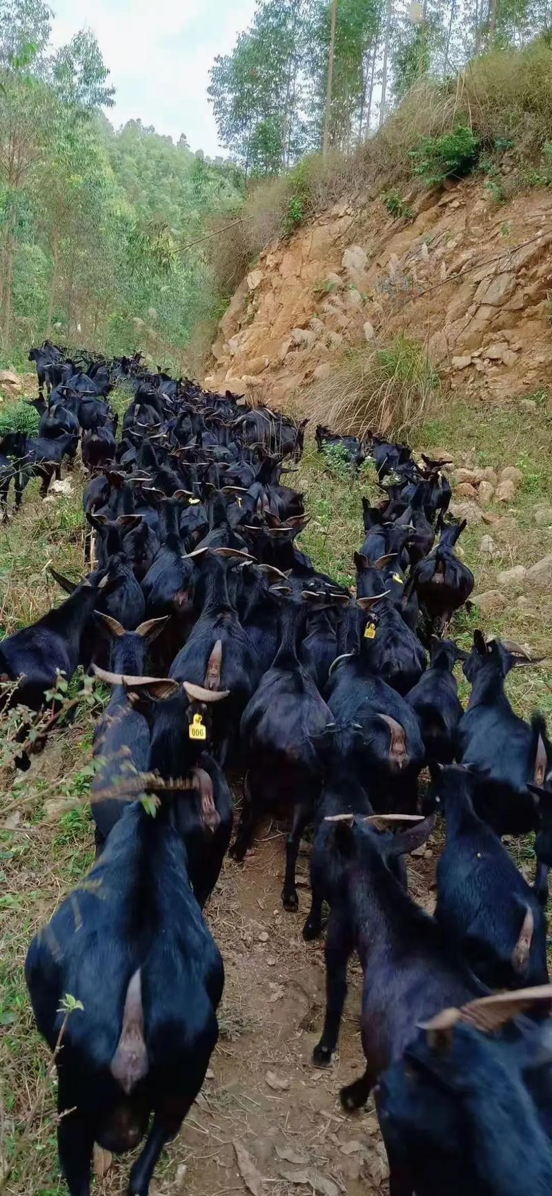 中国南方黑山羊有哪些主要品种?-图2 中国南方黑山羊有哪些主要品种?-图2