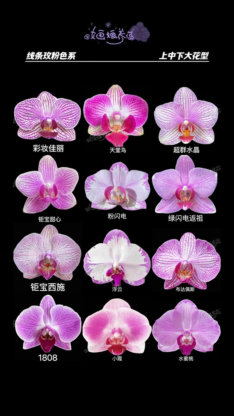 蝴蝶兰哪个品种开花最多？-图3