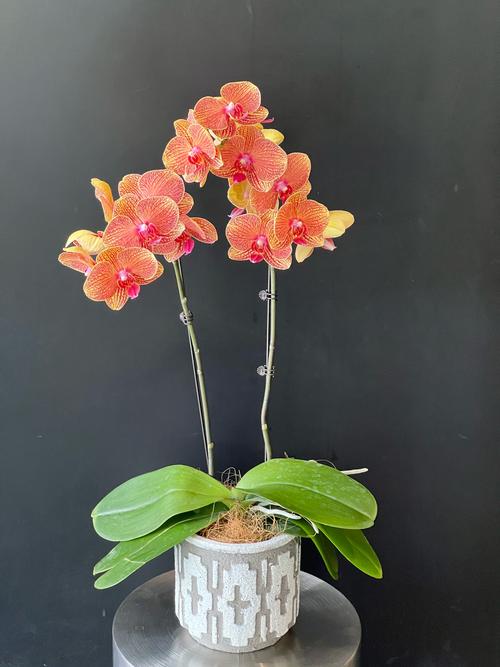 哪些蝴蝶兰品种自带香味？-图2