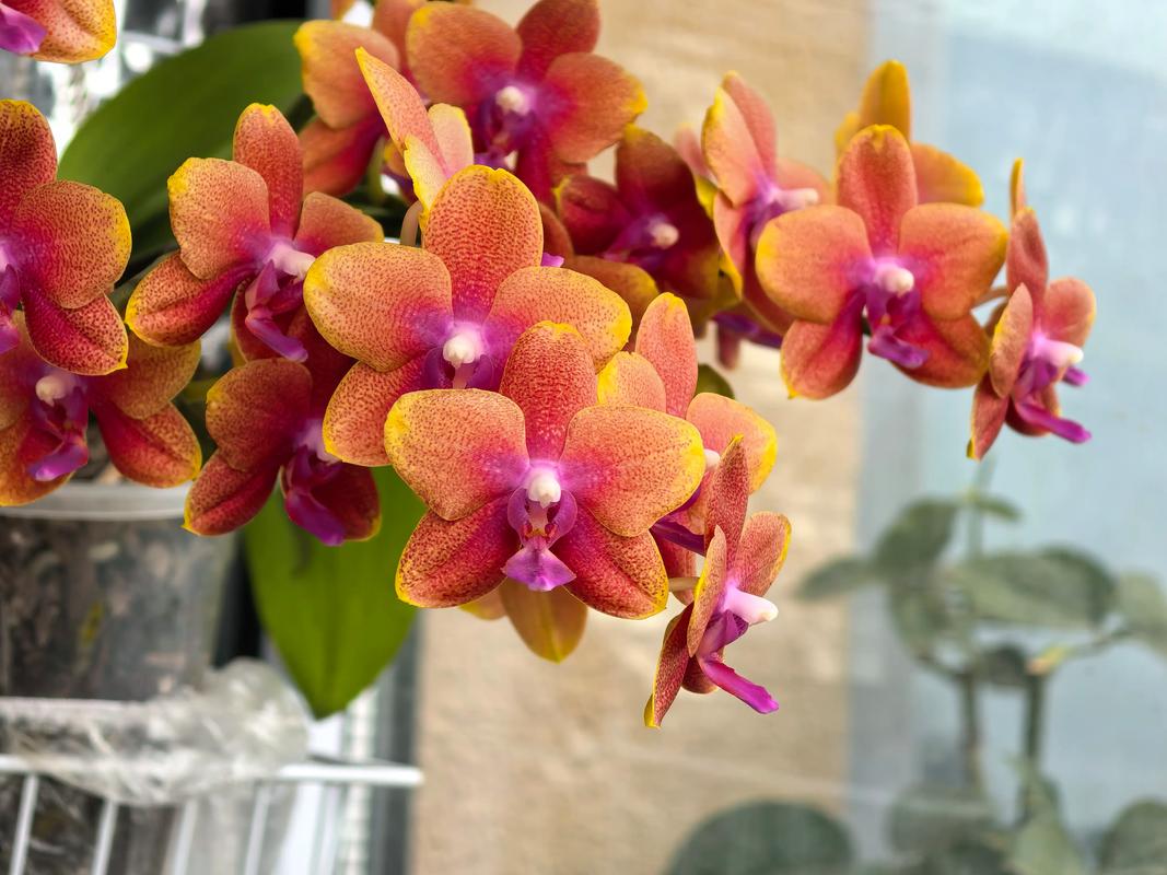 哪些蝴蝶兰品种自带香味？-图1