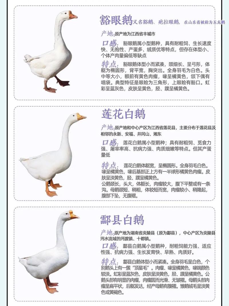 鹅绒产量最高的品种是哪个?-图1 鹅绒产量最高的品种是哪个?-图1