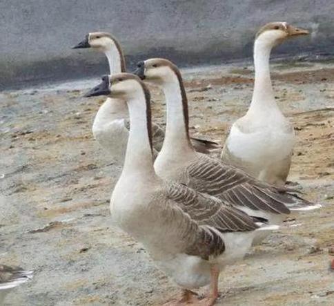 鹅绒产量最高的品种是哪个?-图2 鹅绒产量最高的品种是哪个?-图2