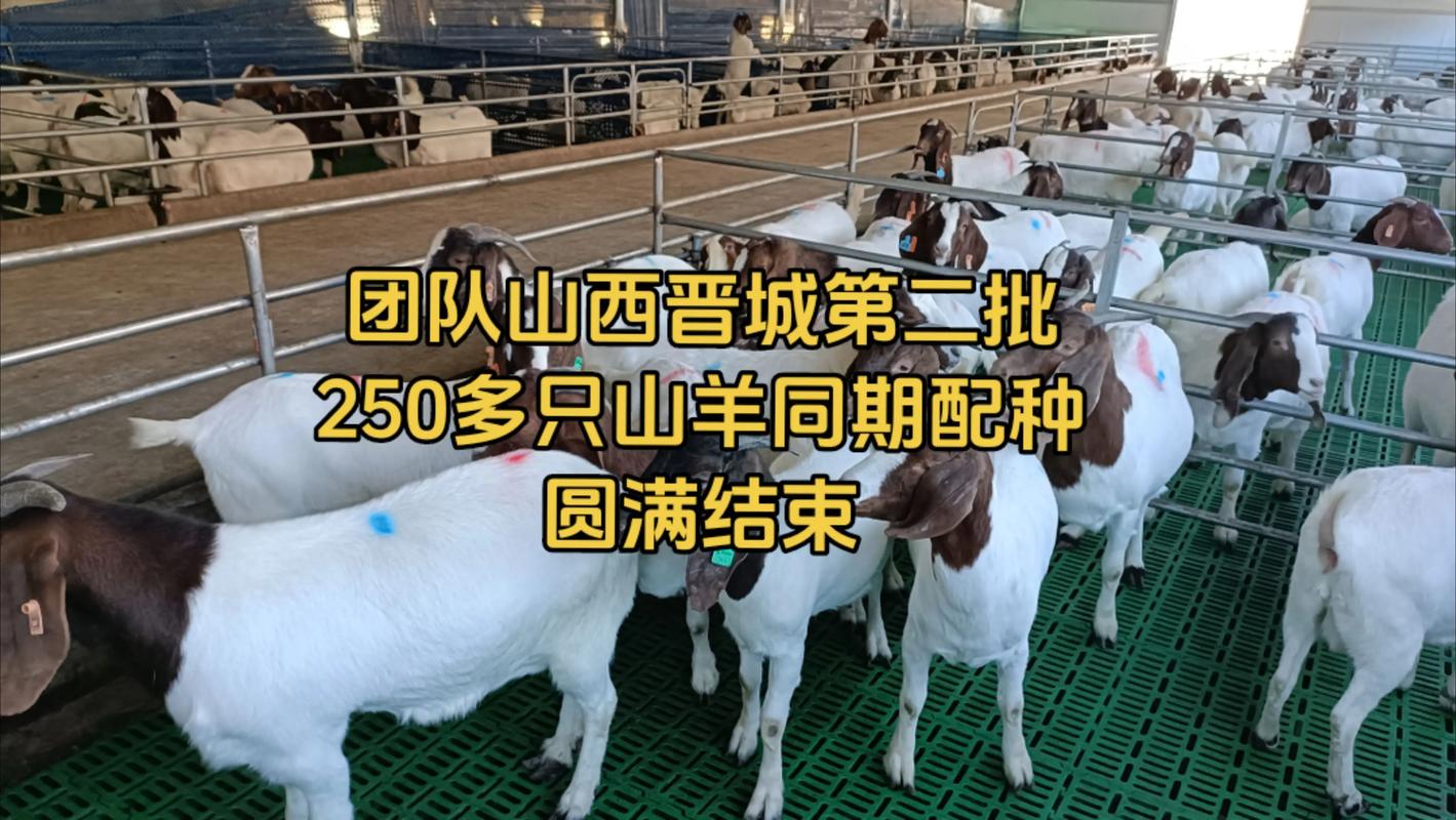 山西山羊价格2025-图2 山西山羊价格2025-图2